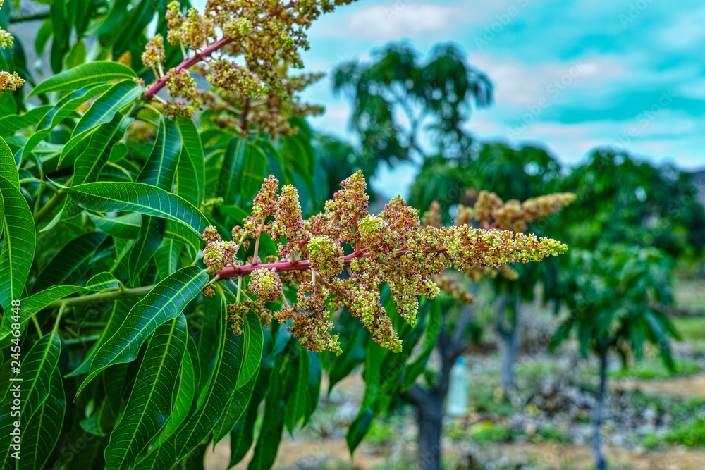 Obraz premium Seasonal blossom of tropical mango tree after growing in orchard on Gran Canaria island, Spain, cultivation of mango fruits on plantation.