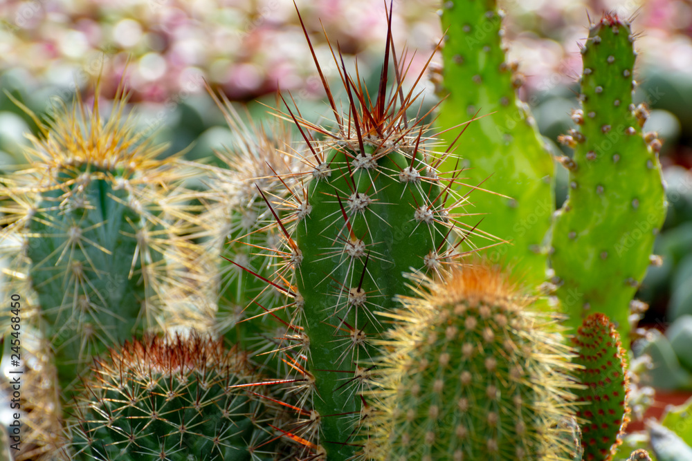Rows of different cacti plants in buckets on sale in garden shop, homeplant and decovative plant for gardens and parks Rows of different cacti plants in buckets on sale in garden shop, homeplant and decovative plant for gardens and parks