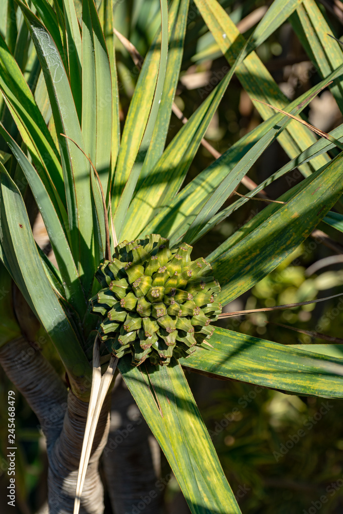 Obraz premium Pandanus utilis or screwpine plant with fruits growing in garde, origin Madagascar