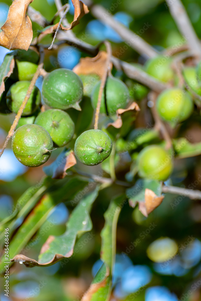 Ripe macadamia nuts handing on macadamia tree ready for harvest Ripe macadamia nuts handing on macadamia tree ready for harvest