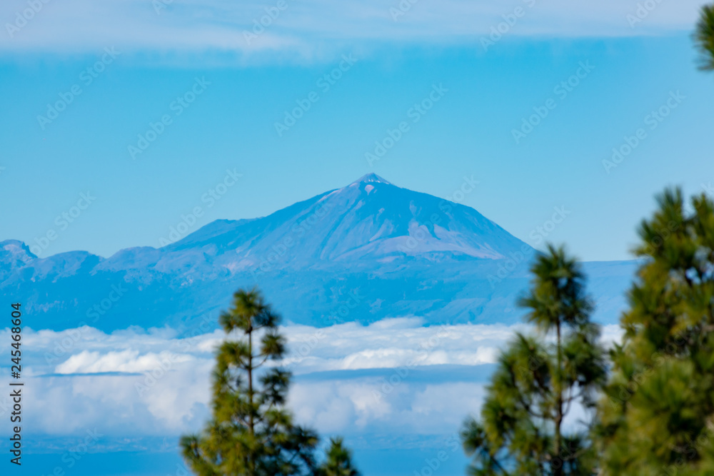 Green Canarian pine tree and Mountains landscape on Gran Canaria island, view on Mount Teide, tenerife, Canary, Spain