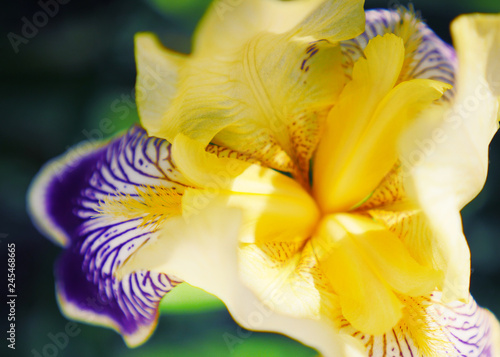 Beautiful iris flowers in the garden. Macro shot of purple and yellow flower. Beautiful nature yard. Spring is coming.