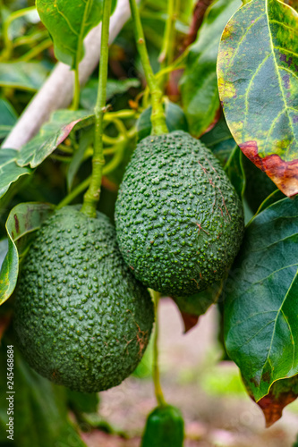 Tropical avocado tree with ripe green avocado fruits growing on plantation on Gran Canaria island, Spain, ready for harvest