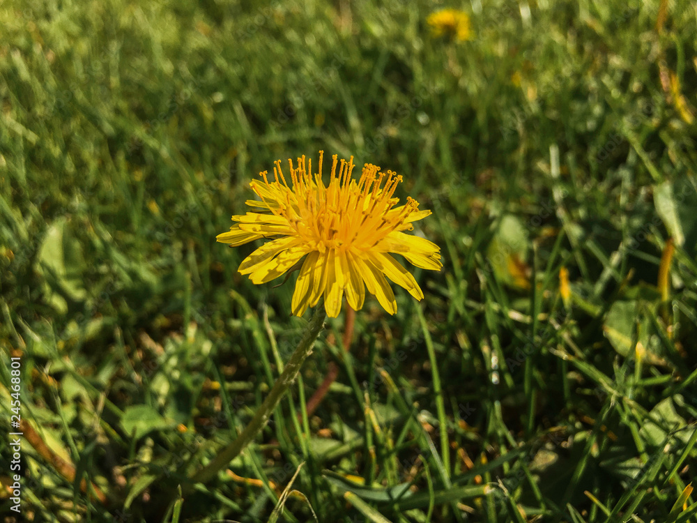 Beautiful dandelion in morning Beautiful dandelion in morning