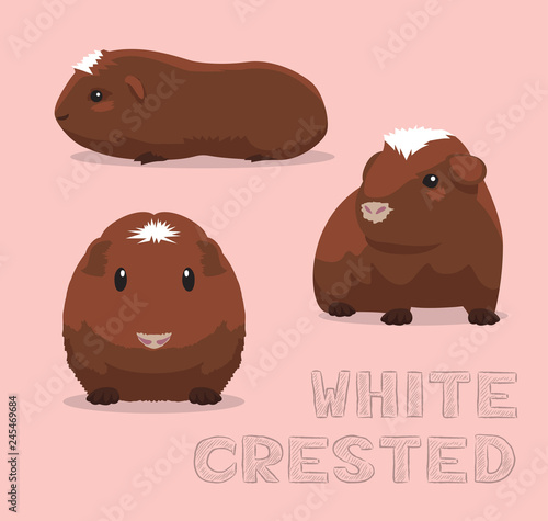 Guinea Pig White Crested Cartoon Vector Illustration