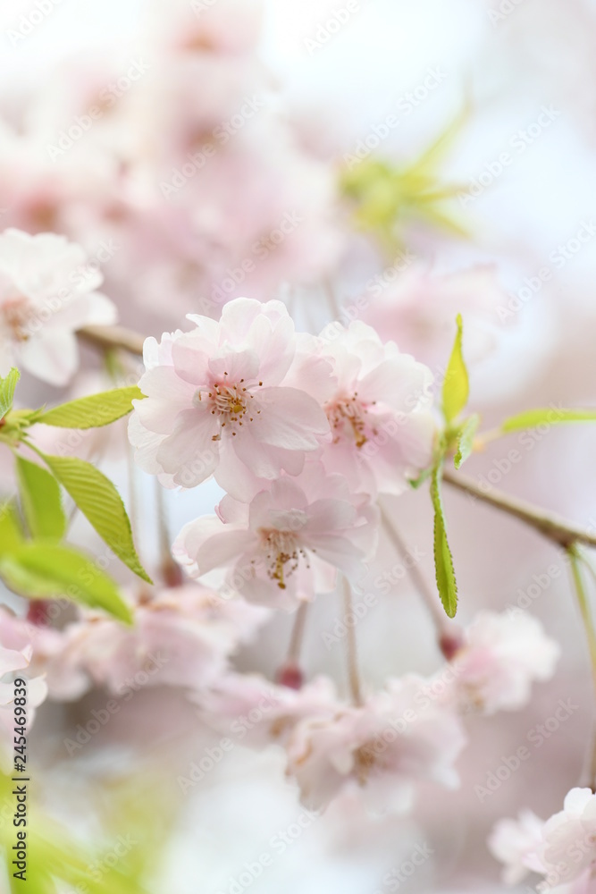 桜の花ソメイヨシノ