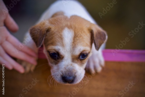 portrait of a dog