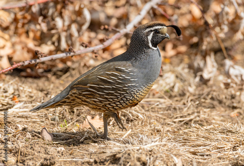 Male California Quail in full plumage poses on a pile of brush and struts