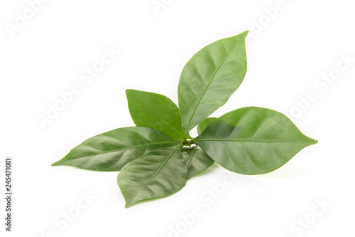 leaf fresh coffee on white background