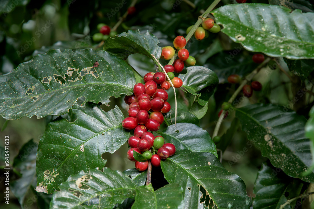 Fototapeta premium Coffee beans on tree