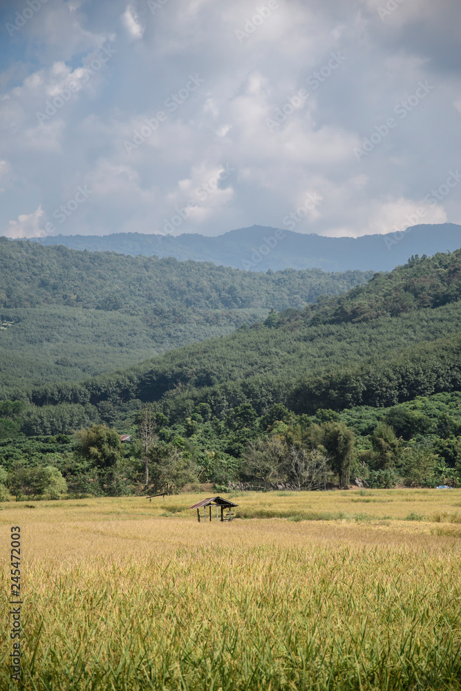 beauty mountain view with green rice plantation