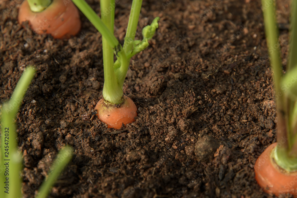 Carrot vegetable grows in the garden in the soil organic background closeup Carrot vegetable grows in the garden in the soil organic background closeup