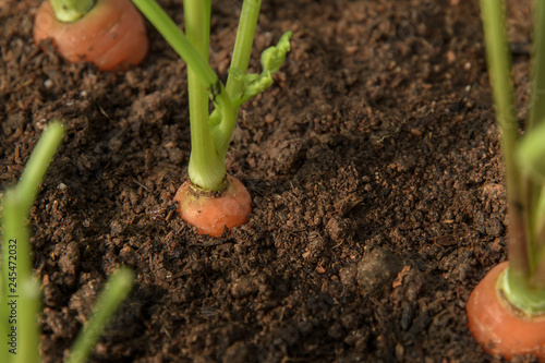 Carrot vegetable grows in the garden in the soil organic background closeup