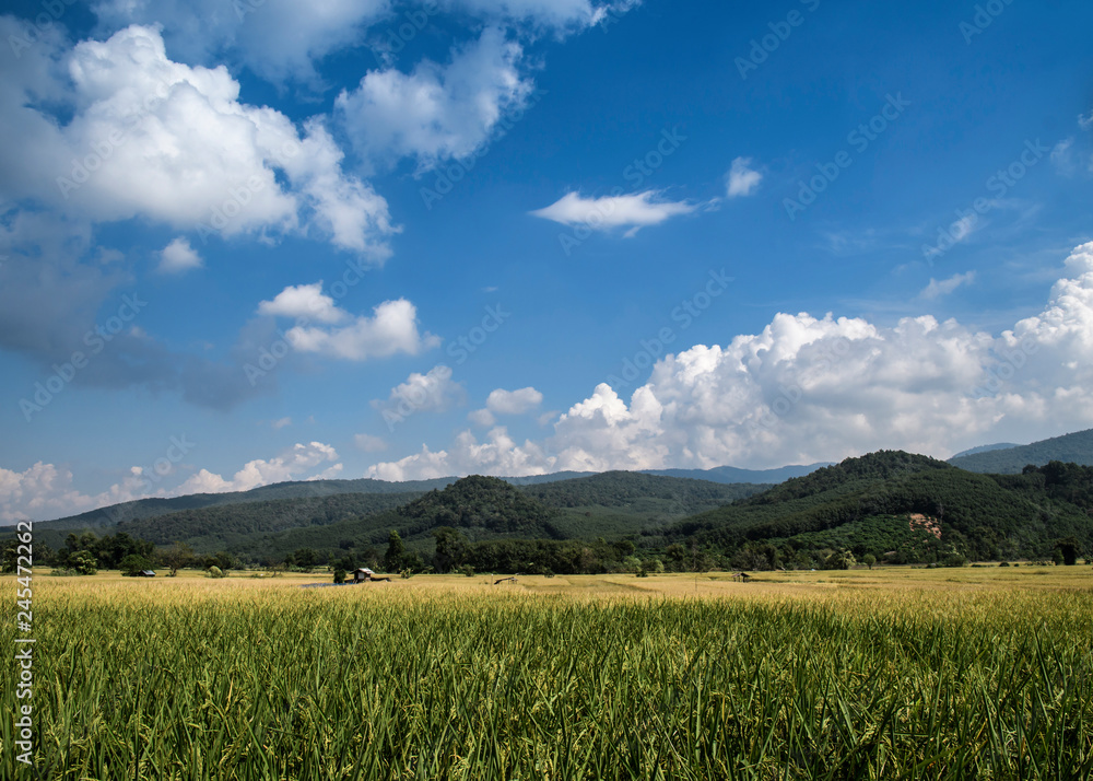 beauty mountain view with green rice plantation beauty mountain view with green rice plantation