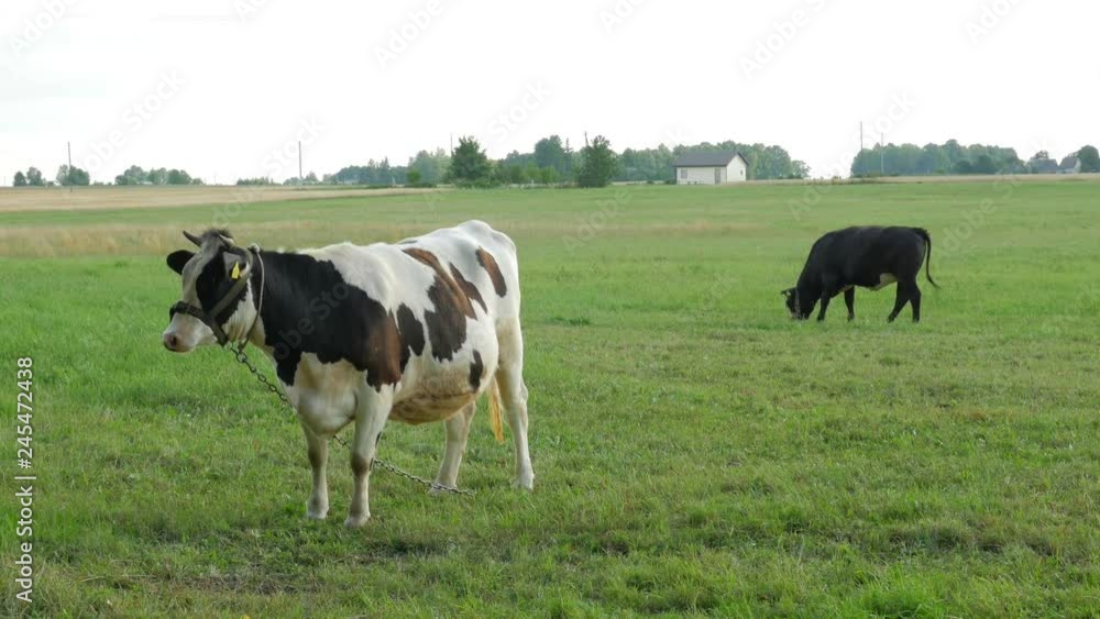 Two cows peacefully grazing in a field. Two cows peacefully grazing in a field.