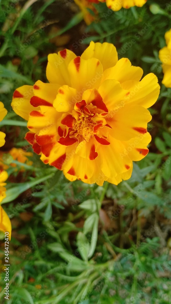 Marigold flower volume 865⅝655 Marigold flower volume 865⅝655