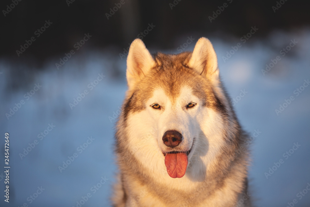 Beautiful and prideful Husky dog sitting in winter forest at sunset.