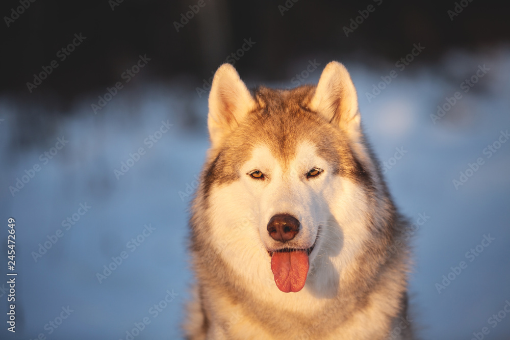 Beautiful and prideful Husky dog sitting in winter forest at sunset. Beautiful and prideful Husky dog sitting in winter forest at sunset.