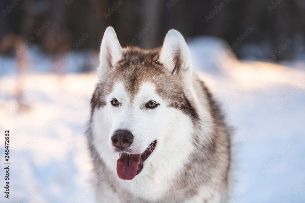 Close-up portrait of beautiful and prideful Husky dog sitting in winter forest at sunset.