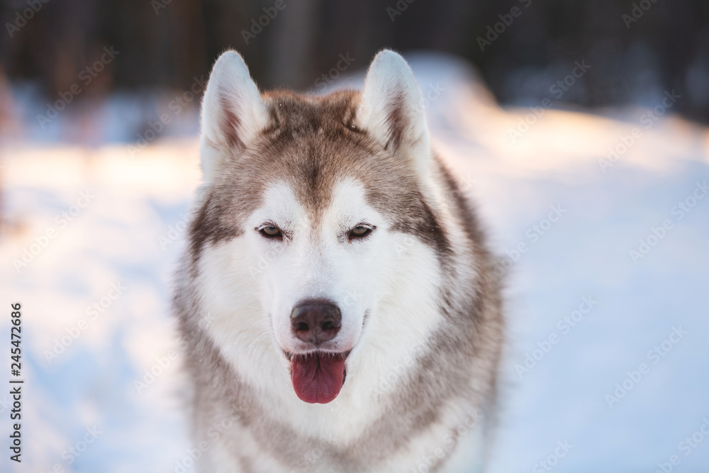 Close-up portrait of beautiful and prideful Husky dog sitting in winter forest at sunset.