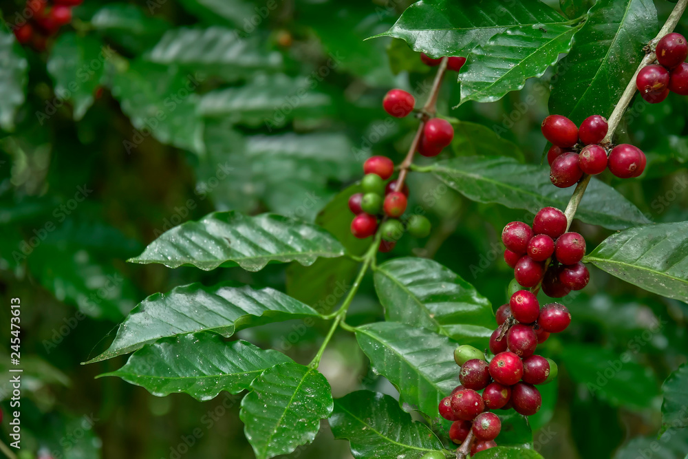Obraz premium Coffee beans on tree