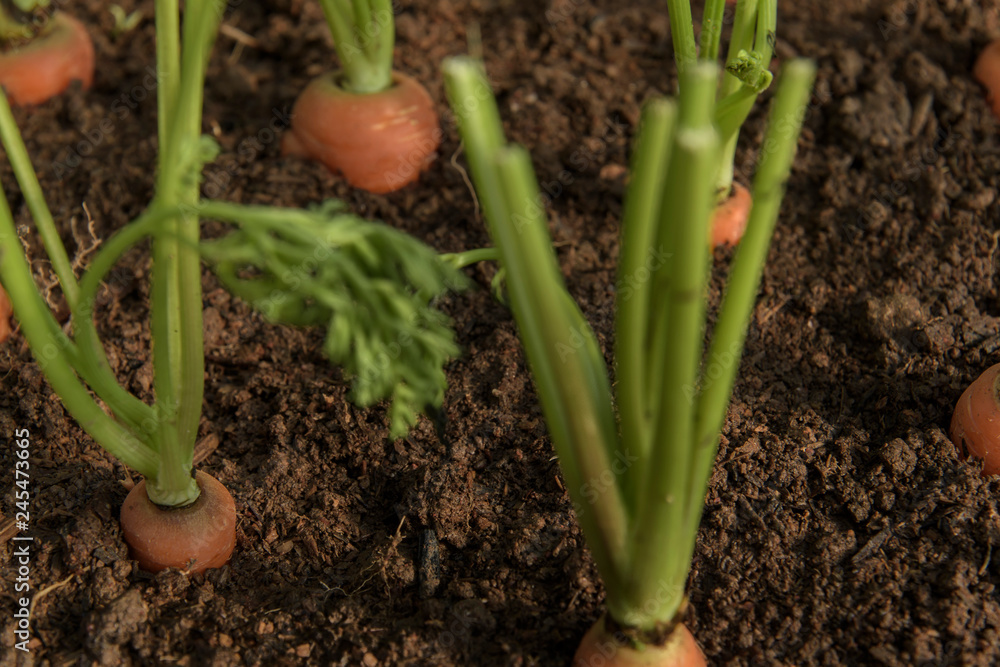 Carrot vegetable grows in the garden in the soil organic background closeup Carrot vegetable grows in the garden in the soil organic background closeup
