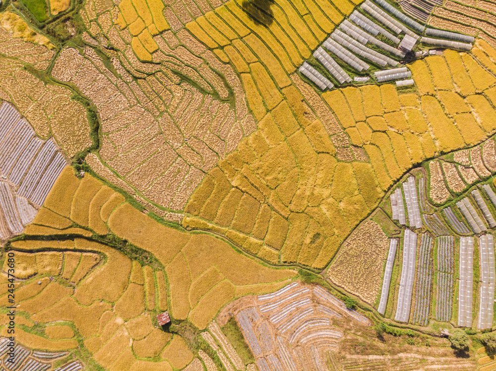 Aerial view of rice fields High angle of rice field in rural Thailand