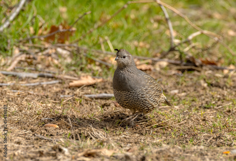Female California Quail walks and fluffs her feathers in grassy meadow Female California Quail walks and fluffs her feathers in grassy meadow