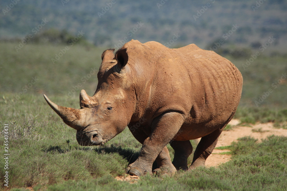 White Rhino, a critically endangered species, walking in natural habitat. White Rhino, a critically endangered species, walking in natural habitat.