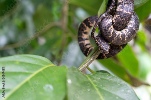 Cloudy Snail Eater Snake in Wild - Costa Rica Wildlife