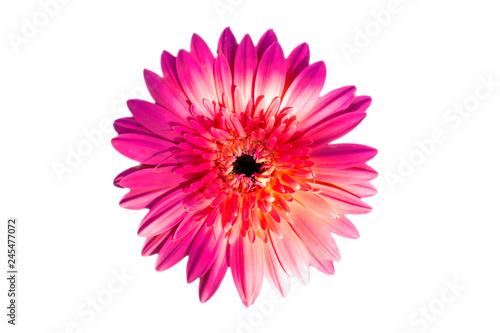    Gerbera flowers isolated on white background with clipping path embedded.