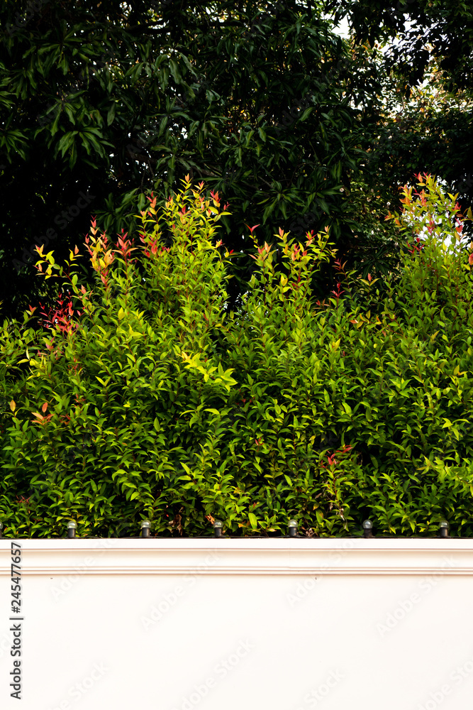 Obraz premium The green trees or green bush with the white or creamy white wall for text at the building in the sunny day. 