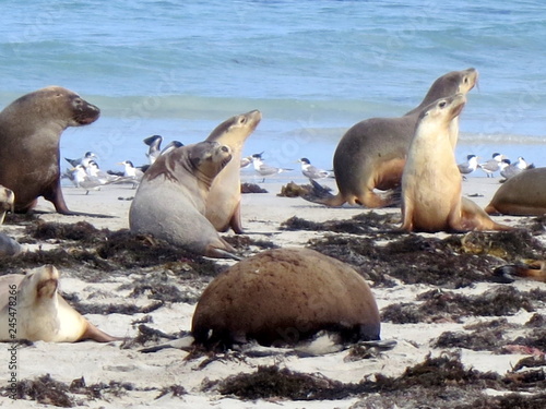 wild sea lions, kangaroo island, south australia