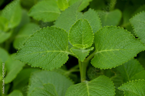 Indian borage herb