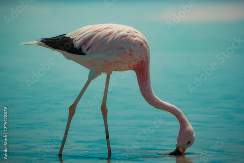 Flamingos do atacama