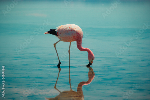 Flamingos do atacama