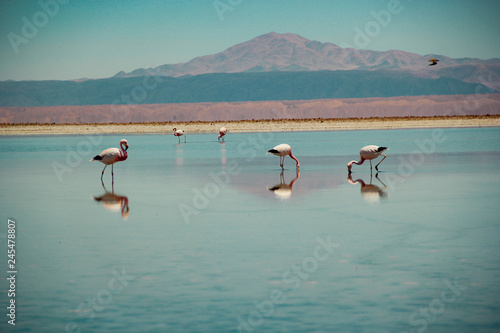 Flamingos do atacama