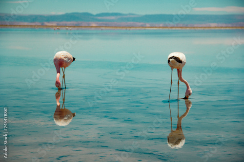 Flamingos do atacama