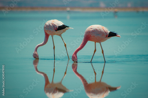 Flamingos do atacama