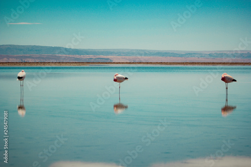 Flamingos do atacama