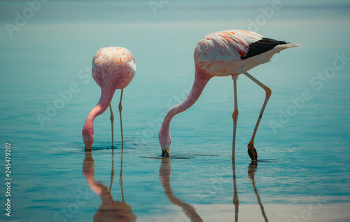 Flamingos do atacama