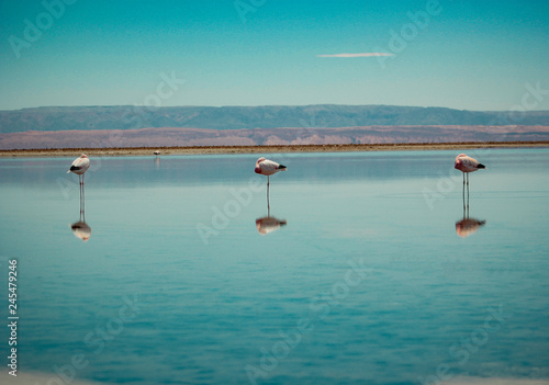 Flamingos do atacama