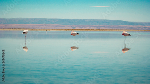 Flamingos do atacama