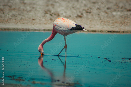 atacama desert flamingo