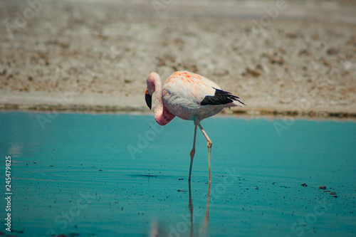 atacama desert flamingo
