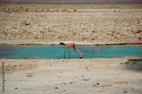 atacama desert flamingo