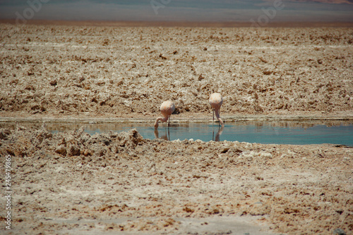atacama desert flamingo