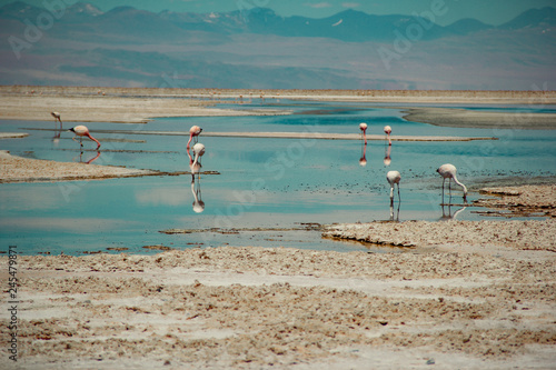 atacama desert flamingo