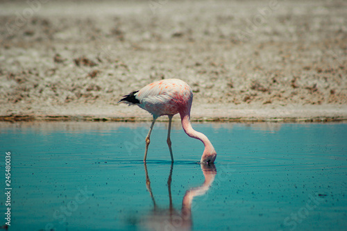 atacama desert flamingo