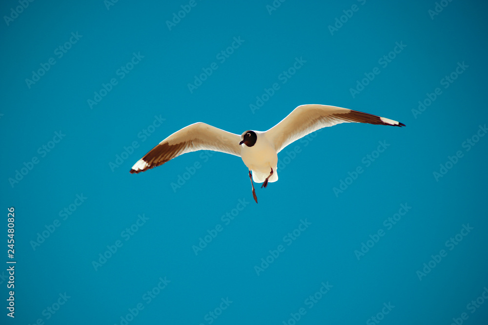 Obraz premium gaivotagaivota do deserto do deserto